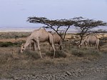 Velbloudi Marsabit SZ Kenya 2012_PV1006.jpg